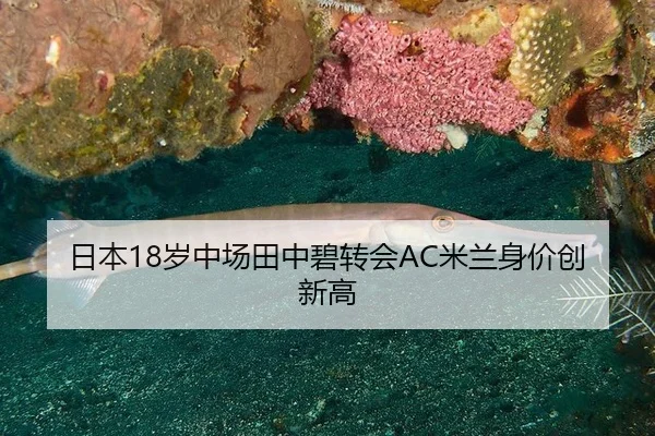 ri-ben-sui-zhong-chang-tian-zhong-bi-zhuan-hui-mi-lan-shen-jia-chuang-xin-gao-3-742.jpg